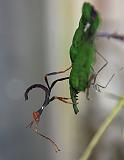 Extatosoma tiaratum 05